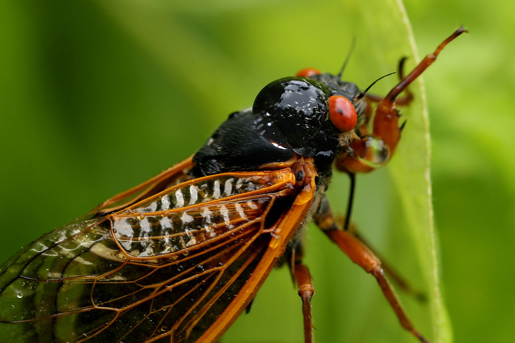Cicada infestation