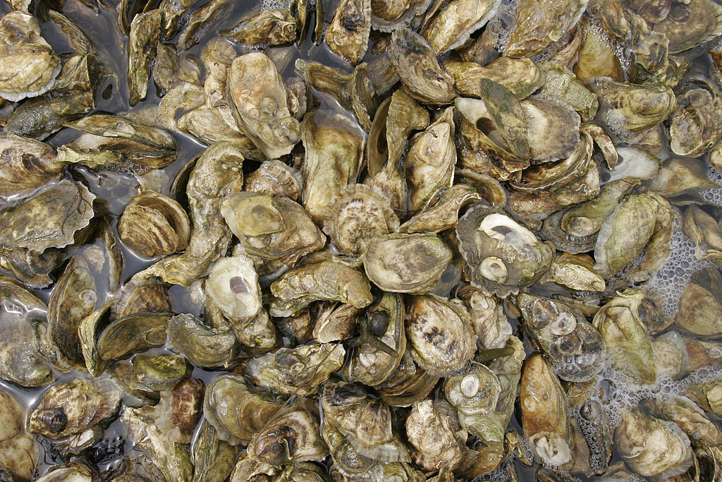 Picture of a bunch of oysters