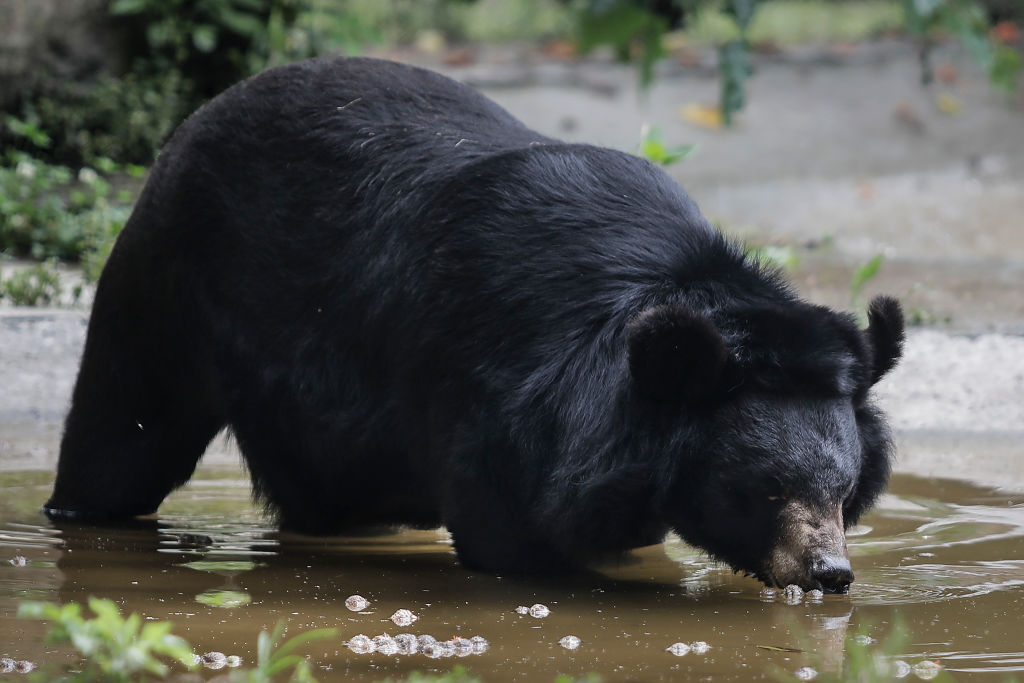 black bear drinking water