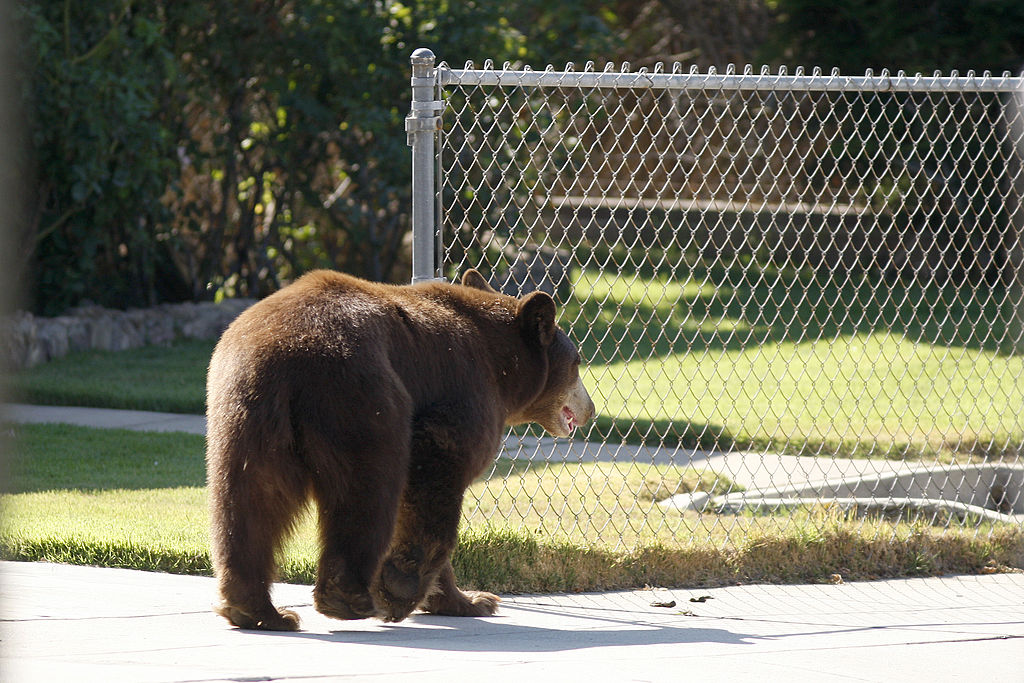black bear nbear fence