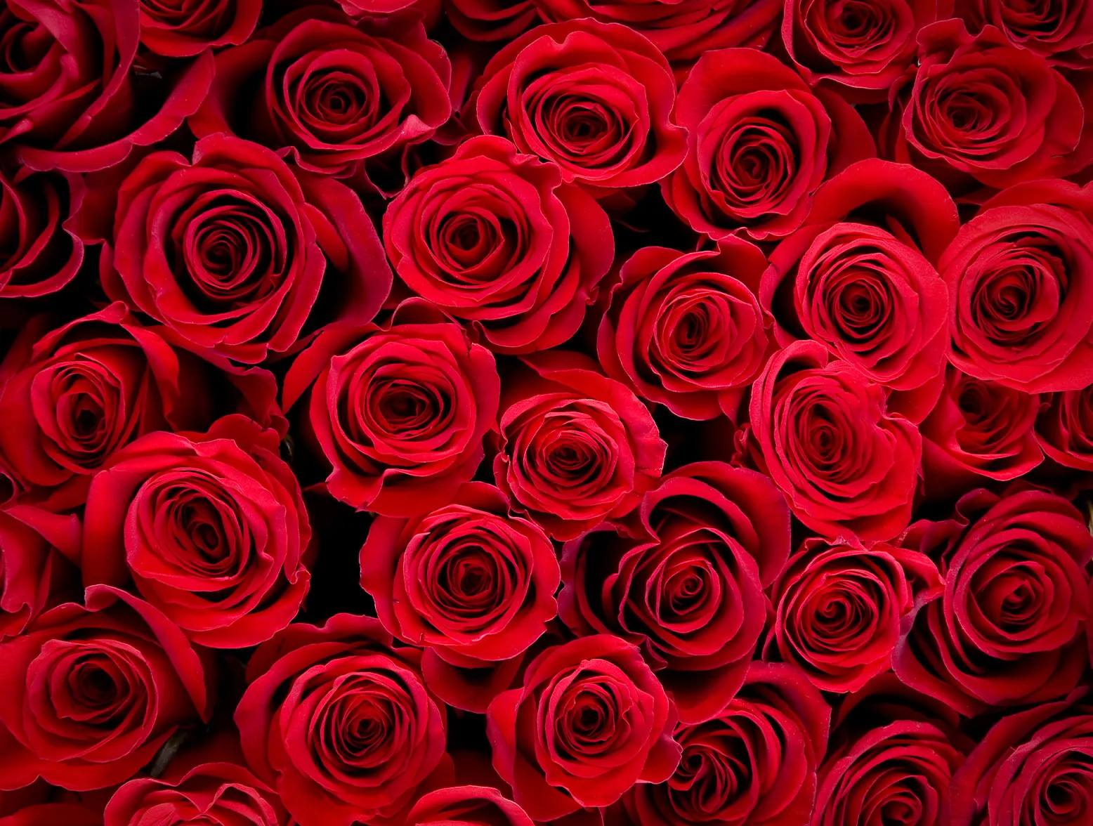 Red-Rose-Featured-2