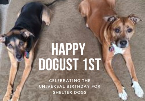 It's DOGust 1st, Universal Birthday for Shelter Dogs: Show us your