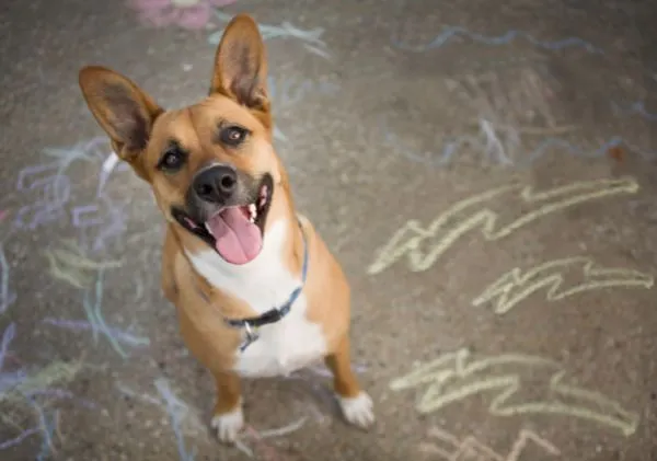 Picture of a tan dog with a white chest standing on the ground with chalk scribblings