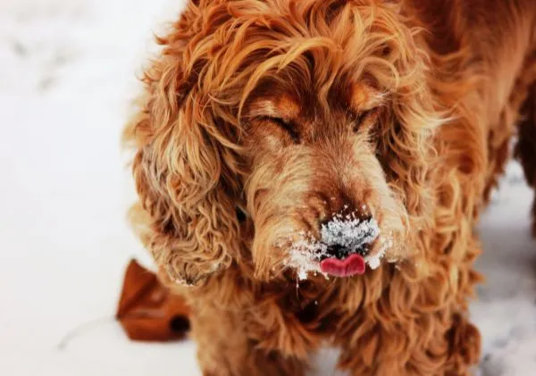 Rust colored dog with snow on its nose