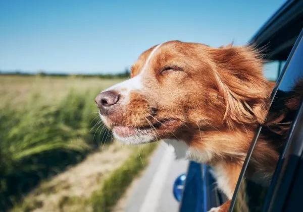 Light brown dog with eyes closed and face out of a car window