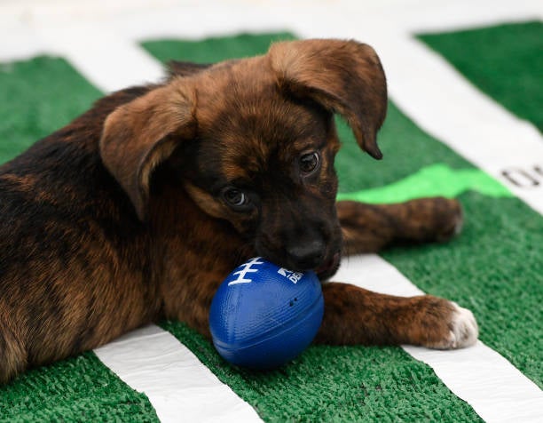 The Cutest Puppy Bowl Photos Of Puppies Watching Puppies 🐶