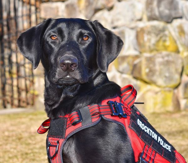 Picture of black lab Bonnie, the Brockton police comfort dog, wearing a red plaid vest