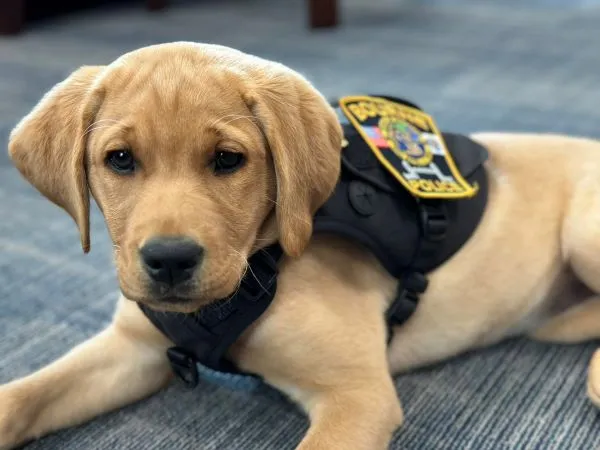 Picture of Calli, a golden retriever puppy wearing a Bourne Police vest.