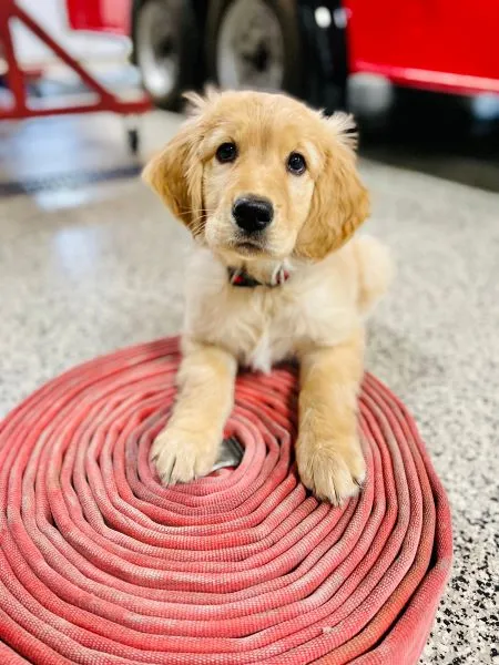 A golden retriever puppy with their front paws on a rolled up hose from the fire department