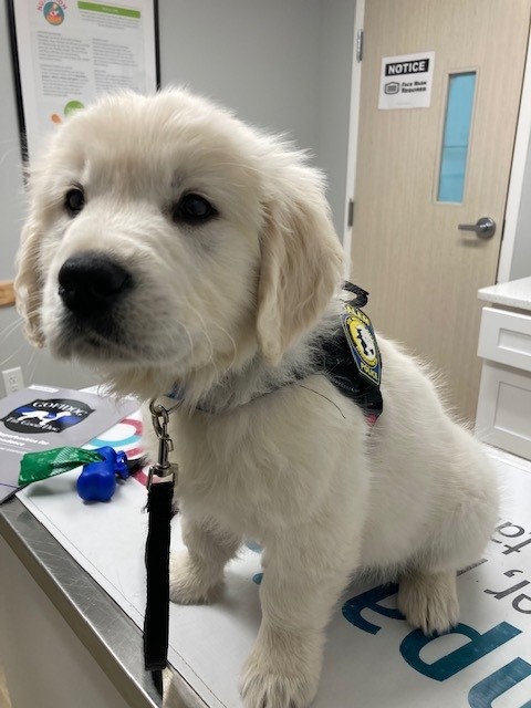 A golden retriever puppy sitting on a table with a leash around their neck