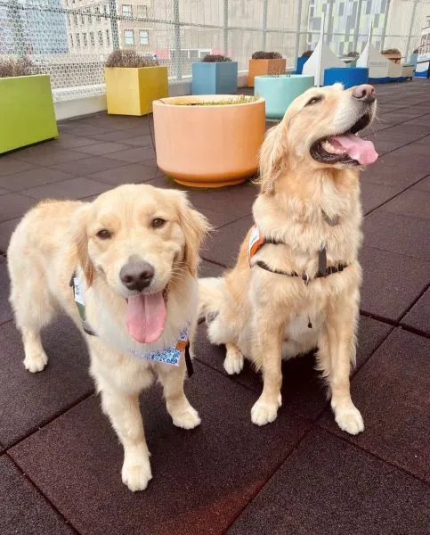 Two golden retrievers with their tongues hanging out, one standing and one sitting on his hind legs