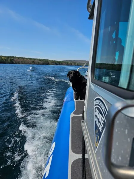 Picture of a black lab on a boat toward the back. There's a Mass State Police logo on the side of the boat
