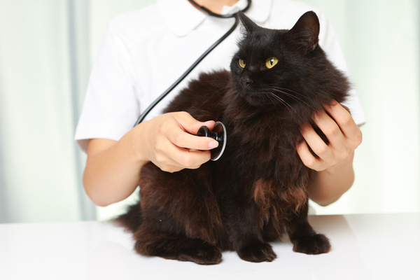 A black cat being examined by a vet with a stethoscope. 